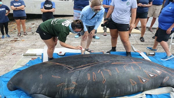 Tale Of Survival Continues For Chesapeake's Famous Manatee | citybiz